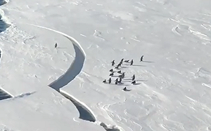 (影)南極冰層突裂開！企鵝邁小短腿狂奔
