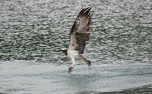 新北動保處組魚鷹守護隊 公私協力杜絕騷擾行為