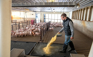 有肉共享！四方安全對話強化合作 印度開放美國豬