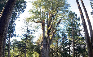 直播現場》探究歲月面紗！現場直擊阿里山神木真實樹齡