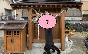 黑貓「忙打掃」神社！網笑：求罐罐