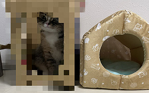 花錢買暖窩！貓不賞臉卻待「這裡」