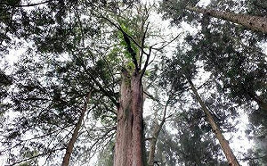 阿里山神木減齡！林務局：最老紅檜巨木樹齡為1515年