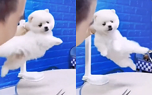 為躲避剪毛！狗狗使出湯瑪斯大迴旋