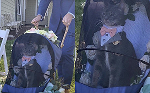 男子幫貓花童推車！牠眼神迷翻眾人