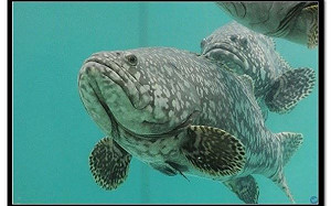 石斑遭禁輸入  曾蒙冤養殖戶：中國不確定因素高