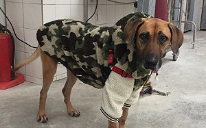 新北動保處改善新店動物之家環境　155隻毛寶貝溫暖過寒冬