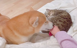 柴犬靠近奴才！貓咪秒出掌奪主權