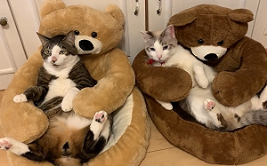 (影)貓被熊沙發環抱傻住！網分不清誰真