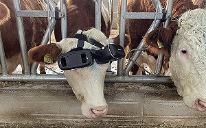 為增產量農夫給牛戴VR！結果超驚人