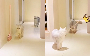 被追跑不掉？聰明貓竟動腦設陷阱