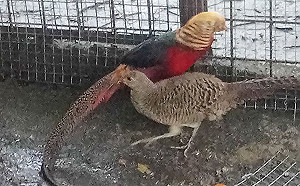 招財金雞險成麻油雞  新北動保處救援安置一對紅腹錦雞