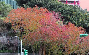 感受亞熱帶紅葉浪漫！台北中山北路烏桕百變奇景超吸睛