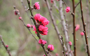 享受森林療癒時光！到高雄扇平園區感受多元生態之美