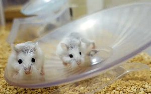 (影)追不上同伴怎辦？鼠寶竟原地躺平