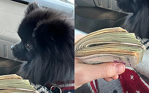 狗真會招財！博美直接叼1.5萬回家