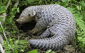 穿山甲房間超亂？人員曝實用小心機