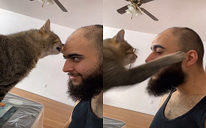 貓咪舔奴才！下秒竟變臉咬人打巴掌