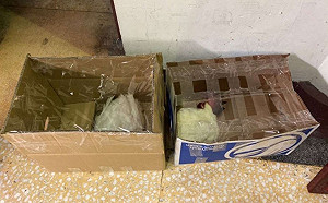 新北殯葬活禽登記制奏效  動保處重罰棄置喪禮雞鴨者3萬元