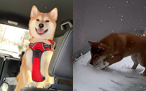 (影)柴柴初見雪樂瘋！雙手狂插超疑惑