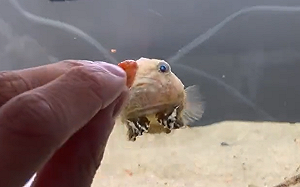 (影)眼裡都是食物！氣球魚像被勾魂