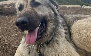 新北動保處救助遭棄大狗   高加索犬接納新主獲新生