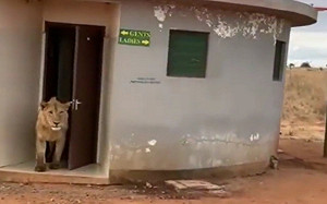 (影)公廁有獅子！網一看笑：走錯間啦？