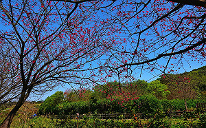 新北推薦4條春節塑身賞景祕境路線