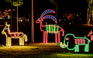 插畫結合霓虹燈管 「台灣燈會在高雄」可愛動物區療癒又吸睛！