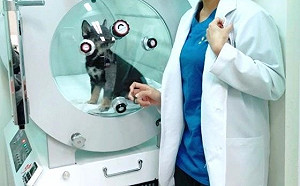 新春新氣象 新北動保處率先引進「動物用高壓氧」造福毛寶貝