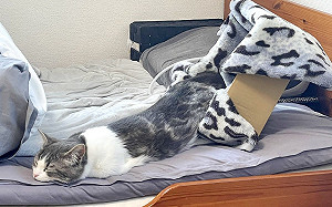 貓咪「流」出紙箱狂睡！網：液化了