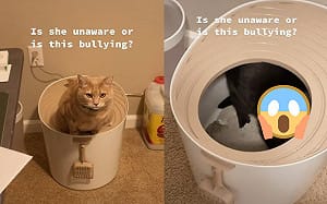 (影)橘貓上廁所便盆有黑影！網一看笑翻