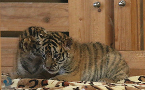 (影)小老虎龍鳳胎出生三週！哇哇叫像貓