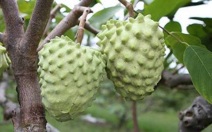 鳳梨釋迦產季到了！3大熟成法風味更佳