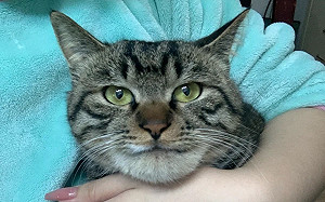 貓咪下巴變戽斗！網笑：跳跳虎？