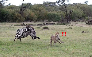 獵豹媽驅趕斑馬！下秒遭反追超傻眼