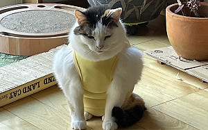 貓低頭暗秀大砲二頭肌！網全驚呆