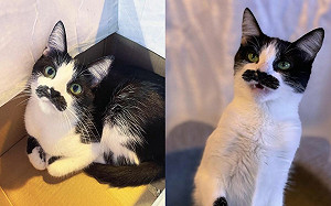 賓士貓自備小鬍鬚！網：跟主唱狀臉