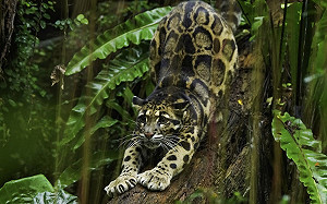 貓科1族群竟叫咪貓！超萌原因曝光