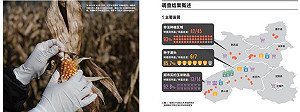綠色和平爆：中國非法基改玉米流竄