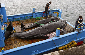 日本投機捕鯨  國際捕鯨科委會30學者圍剿