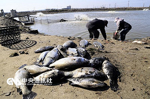 農委會拒絕災損訴求 高市府批無情麻木不仁