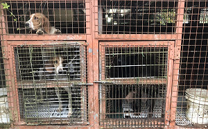 新北動保處救助23隻犬猴 重罰飼主14.3萬元