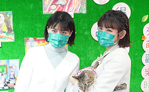 虎年認養新北虎斑貓享好禮 平安祥虎一整年