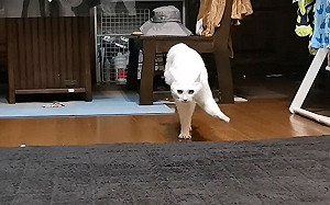 (影)白貓走路很囂張！網笑：氣場好強大