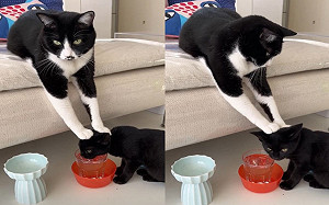 小喵喝水！大貓雙手壓頭：多喝點