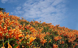 走春景點大公開！6大熱門夢幻花海美照拍不完