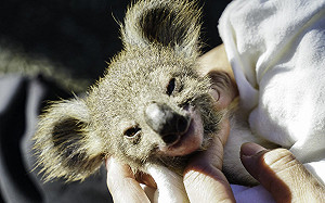 小無尾熊舔自己便便！飼育員全嗨翻