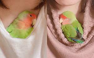 冬天到了！鳥鳥每天窩飼主領口取暖