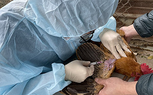 新型禽流感現蹤關渡   新北採檢週邊3養禽場確認無恙